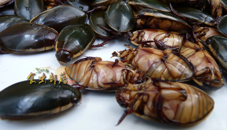 有仁堂新鲜龙虱金边龙虱水鳖.