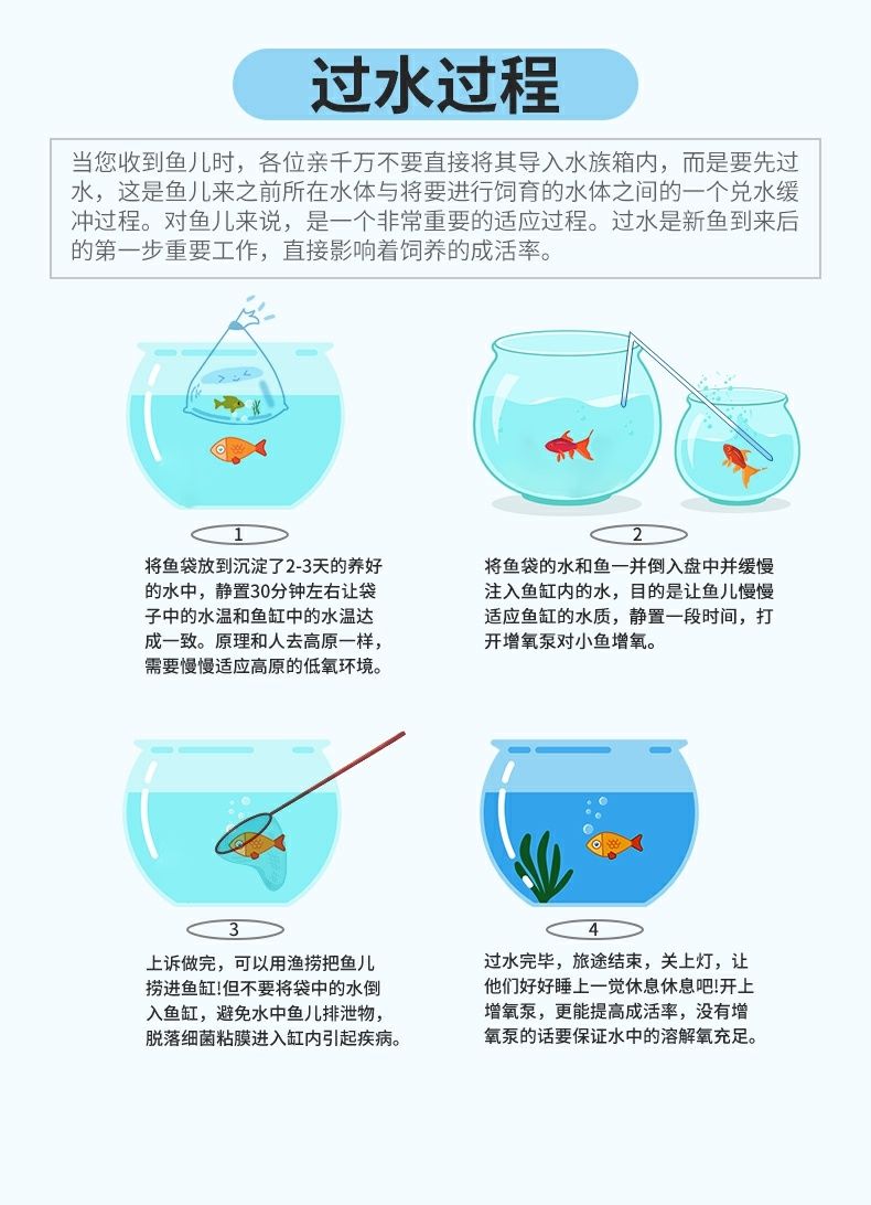 黄蓝曼龙鱼活体曼龙吃蛋白虫珍珠马甲五彩丽丽鱼热带鱼观赏淡水鱼蓝色