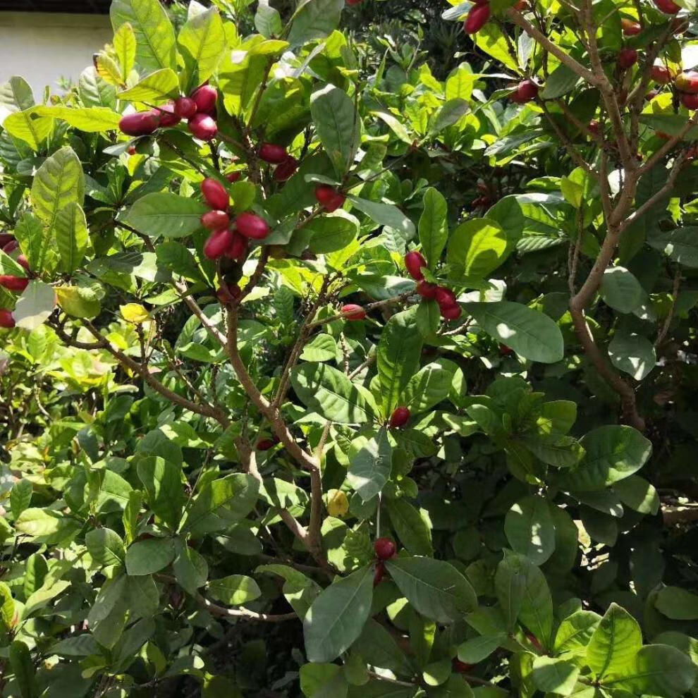 5折 蜜拉圣果 神秘果/果干果实20粒装 变味果蜜拉圣果稀奇热带水果 现