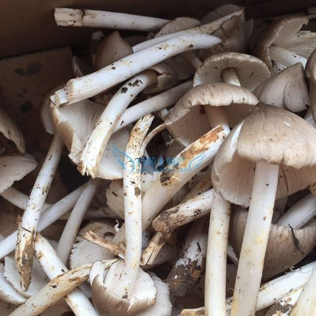 四川新鲜鸡枞菌伞把菇鸡肉丝菇斗鸡骨白蚁菰伞菇重庆特产500g 野未开