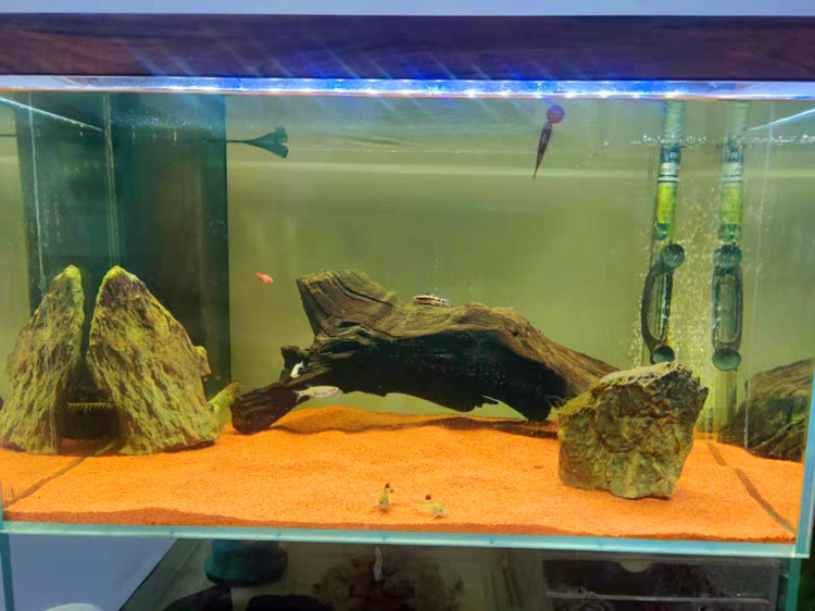 热带雨林沙鼠鱼沙鱼缸造景底砂石榴砂七彩雷龙底砂化妆沙南美缸沙