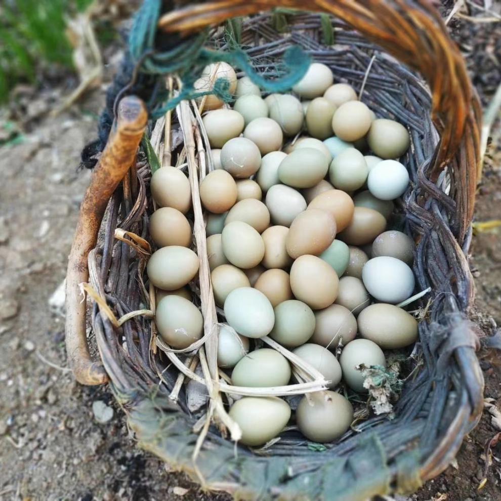 七彩山鸡蛋农家散养土鸡蛋礼盒装惟纳德50枚