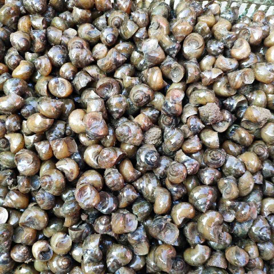 脆螺钓鱼薄壳螺新鲜青鱼螺鲜活田螺活体螺蛳鱼饵黑鲩乌青打窝石螺