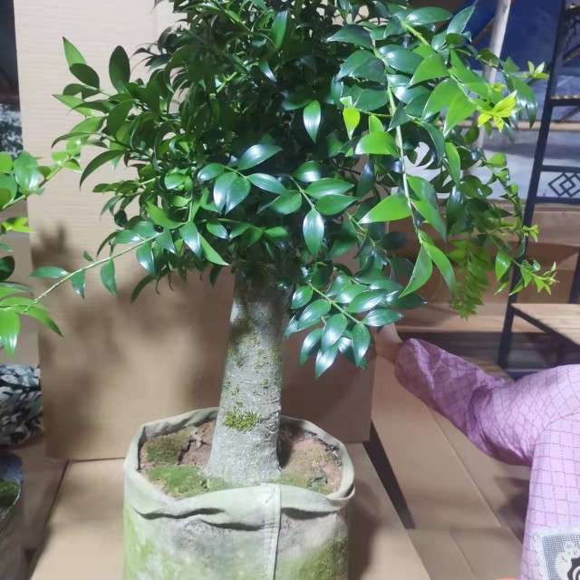 竹柏老桩精品盆栽四季常青耐热耐寒长寿竹平安竹净化空气观叶植物 八