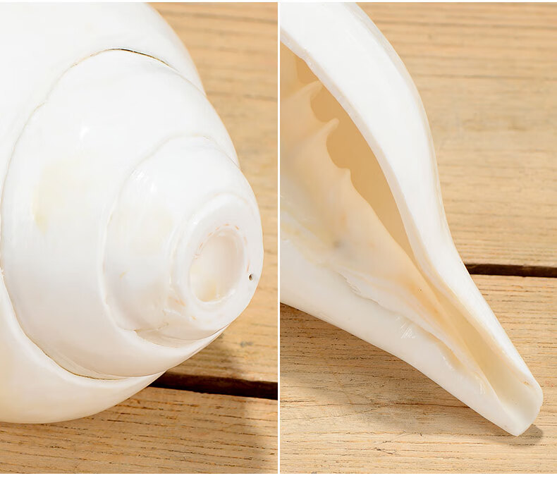 白海螺 尼泊尔居家供具佛家左旋/生物右旋海螺 大号带飘带 镶铜款