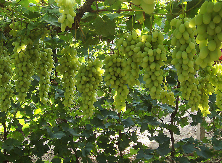 白马奶葡萄张家口怀来宣化牛奶提子新鲜水果马奶白葡萄水果5斤中秋