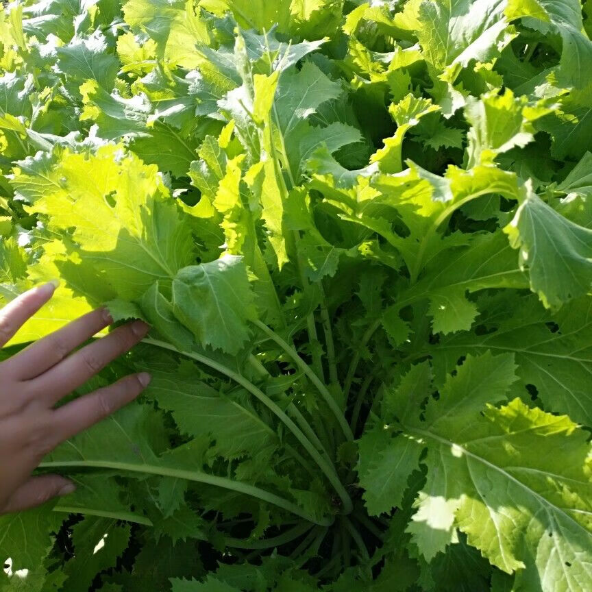 10斤装现挖新鲜雪菜新鲜雪里红九头芥腊菜芥菜排菜腌制雪里蕻 生鲜 5