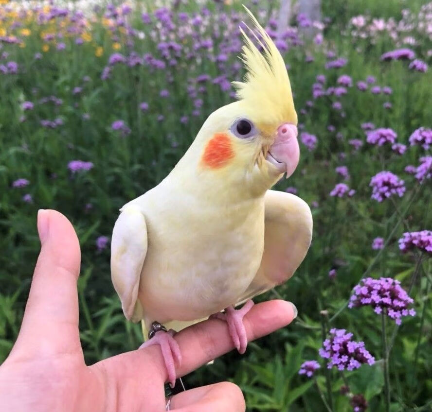 桃面类牡丹鹦鹉活鸟黄桃绿桃鹦鹉鸟一对人学说话鸟观赏鸟爱情鸟 黄桃