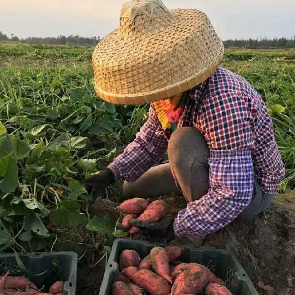 精选果蔬海南澄迈沙地桥头富硒地瓜新鲜现挖红薯农家桥沙板粟番薯山芋