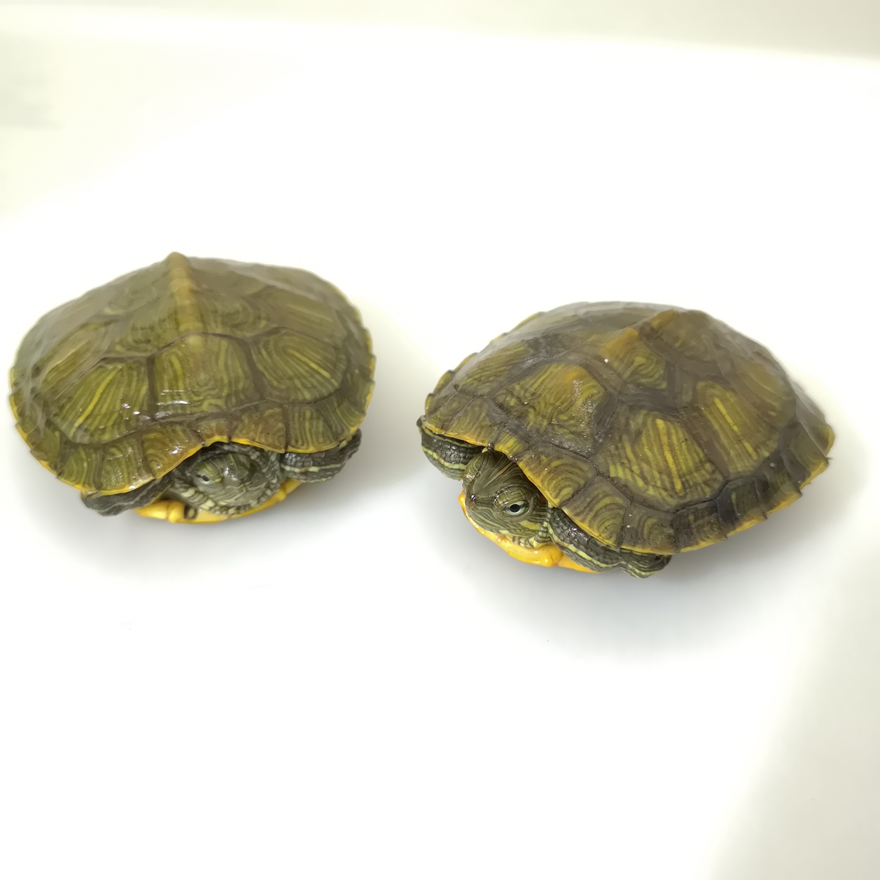 乌龟活物大巴西龟活体宠物龟长寿观赏龟绿色小彩龟水龟活物红耳龟23