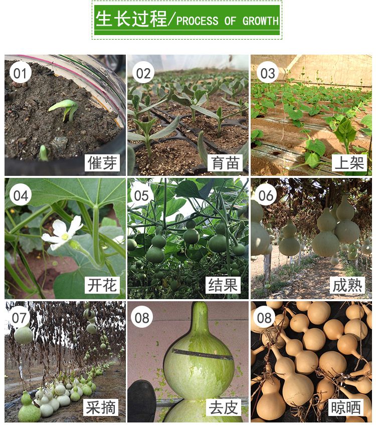 葫芦文玩 天然文玩特大小亚腰葫芦种子籽迷你手捻小八宝葫芦籽种子