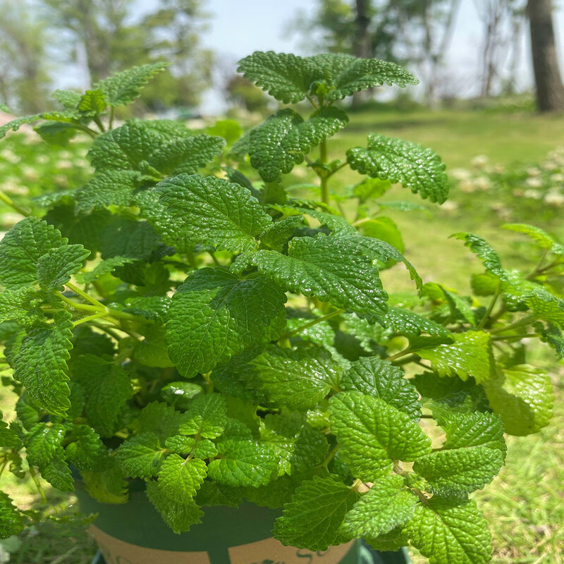 猫薄荷盆栽薄荷盆栽新鲜柠檬薄荷香叶薄荷苗室内花园植物猫薄荷苗四季