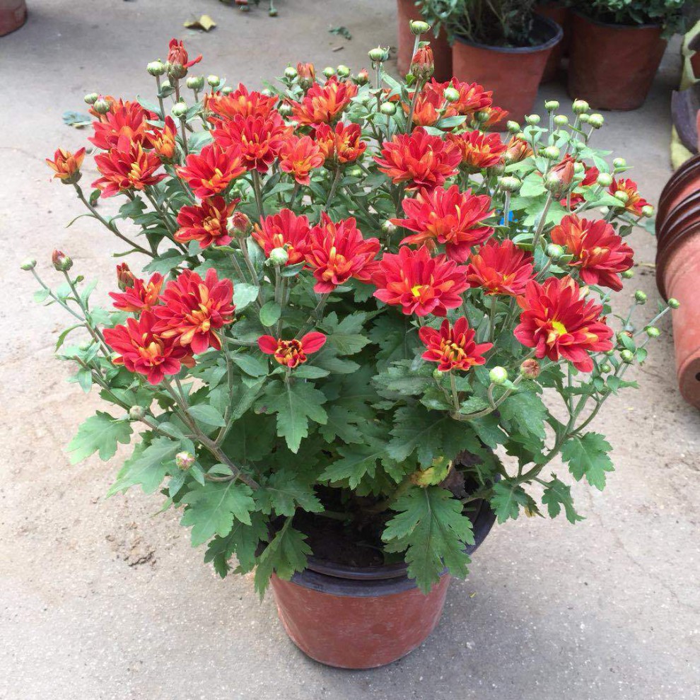 【带花苞发】菊花盆栽带花苞金丝皇菊四季大朵大颗可用室内阳台 黄