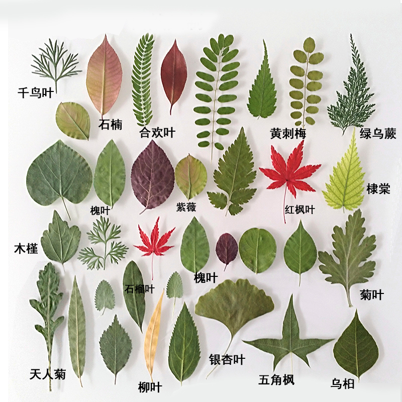 ins抖音同款真树叶植物标本幼儿园手工制作贴画儿童diy干树叶手工材料