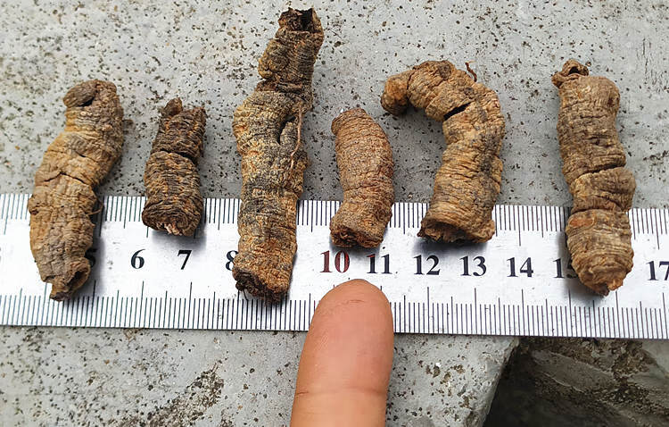 【官方旗舰】正宗高要巴戟天500g特级鸡肠风凤眼根新鲜干货男性泡酒料