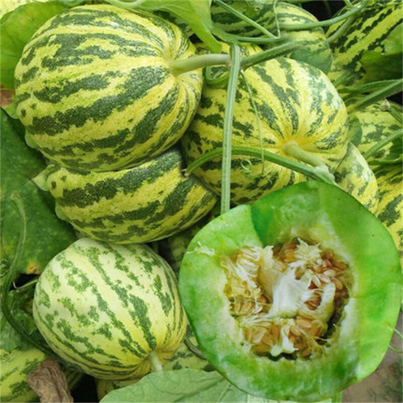 新鲜花玉甜瓜花姑娘精品大香瓜脆甜多汁应季时令孕妇水果花蕾绿宝甜瓜