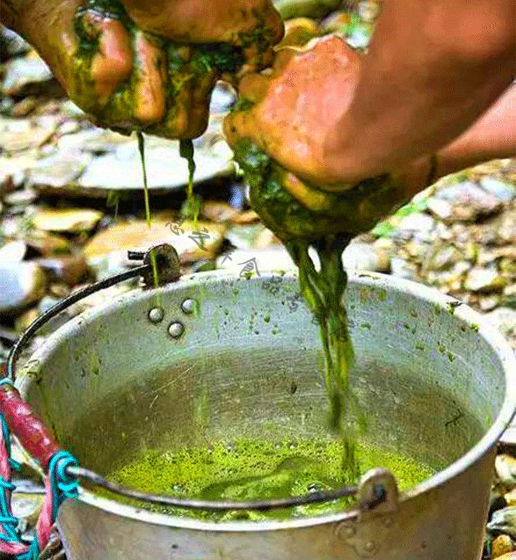 牛瘪火锅汤 贵州特产 黔东南美食榕江从江黎平 2斤百草牛瘪汤 牛瘪 2