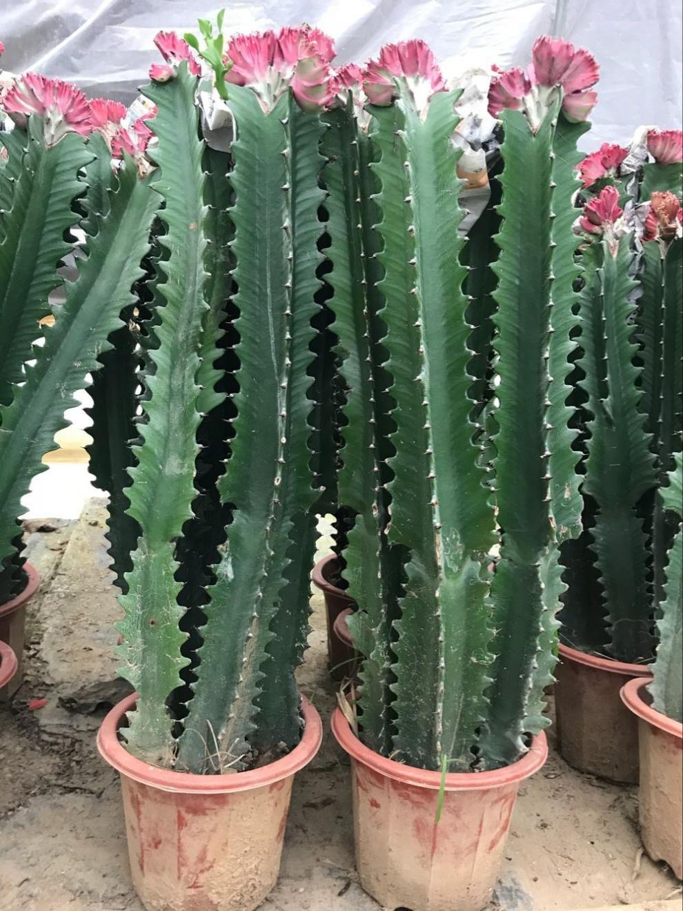 多肉巴西龙骨花量天尺仙人柱龙骨嫁接彩麒麟一紫一青一对多头2颗3035