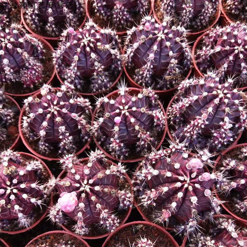 园艺五彩光辉牡丹锦仙人球稀有五彩绯牡丹锦泰国仙人球裸萼属开花球锦