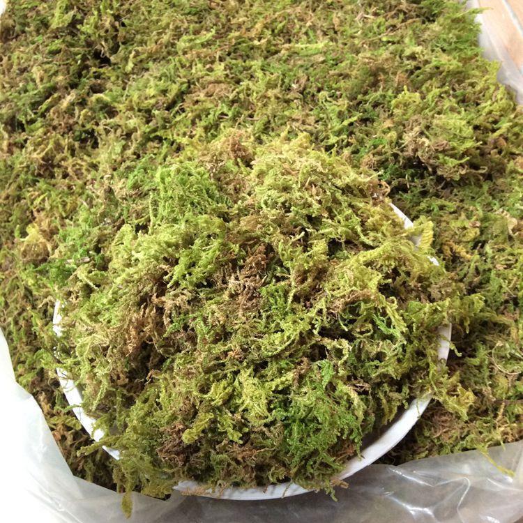 捕蝇草乌龟蜥蜴冬眠运输盆景装饰保湿 精选优质干苔藓【50克】【图片