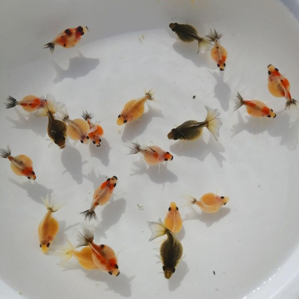 泽驭名宠(zeyu mingchong)兰寿鱼苗精品金鱼观赏鱼冷水鱼活体玉兔水墨