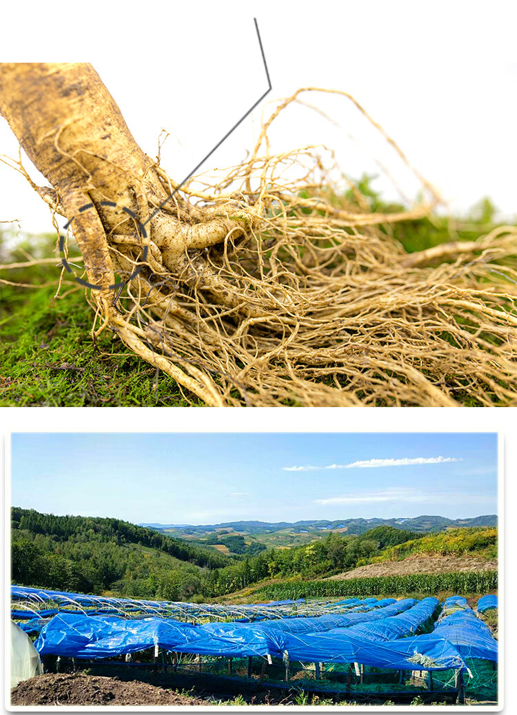 泡酒特大200克带土鲜人参东北长白山新鲜4两整枝泡酒野山参200g