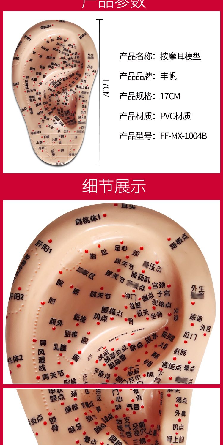 【京健康】刻字按摩耳针灸耳反射区耳模型耳穴贴用耳膜 17按摩耳