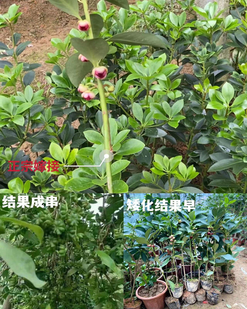 江影清广西古龙正宗大红罗马八角苗树嫁接矮化高产带土带叶带花当年
