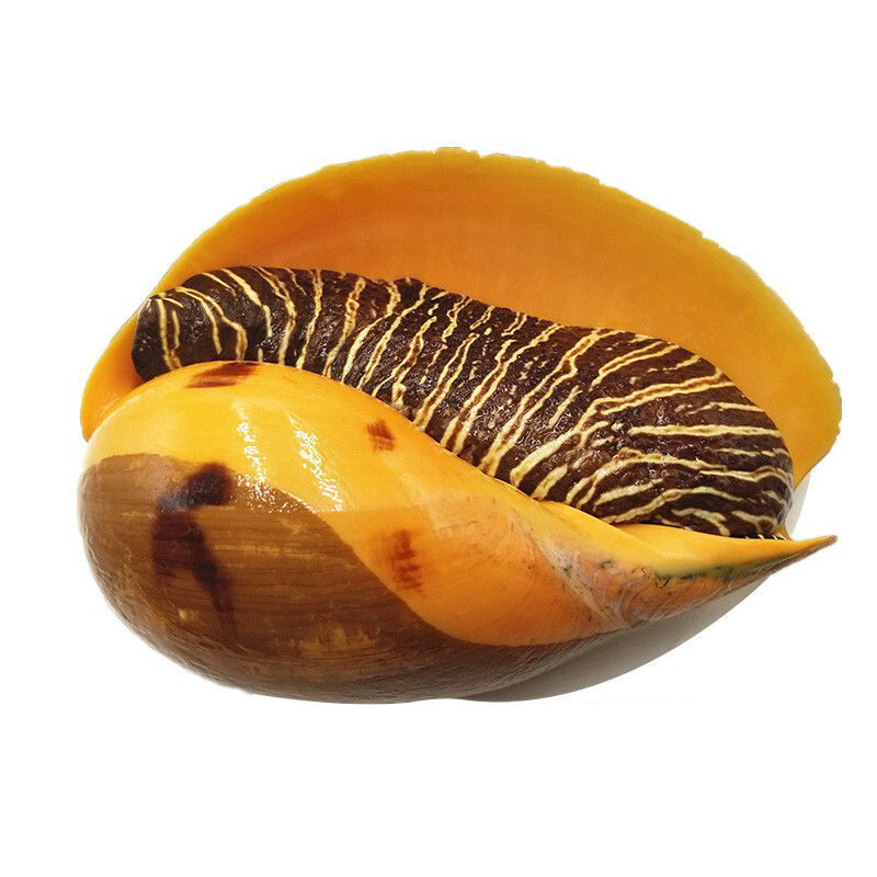 野生海捕椰子螺急冻超大黄螺油螺木瓜螺肉片海鲜贝水