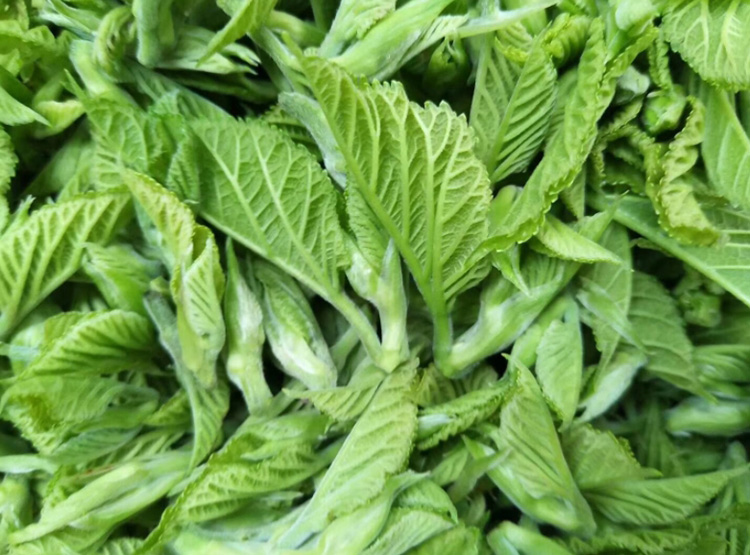 桑芽茶山东桑叶茶冻干霜后桑叶茶嫩芽茶桑芽菜60g【图片 价格 品牌