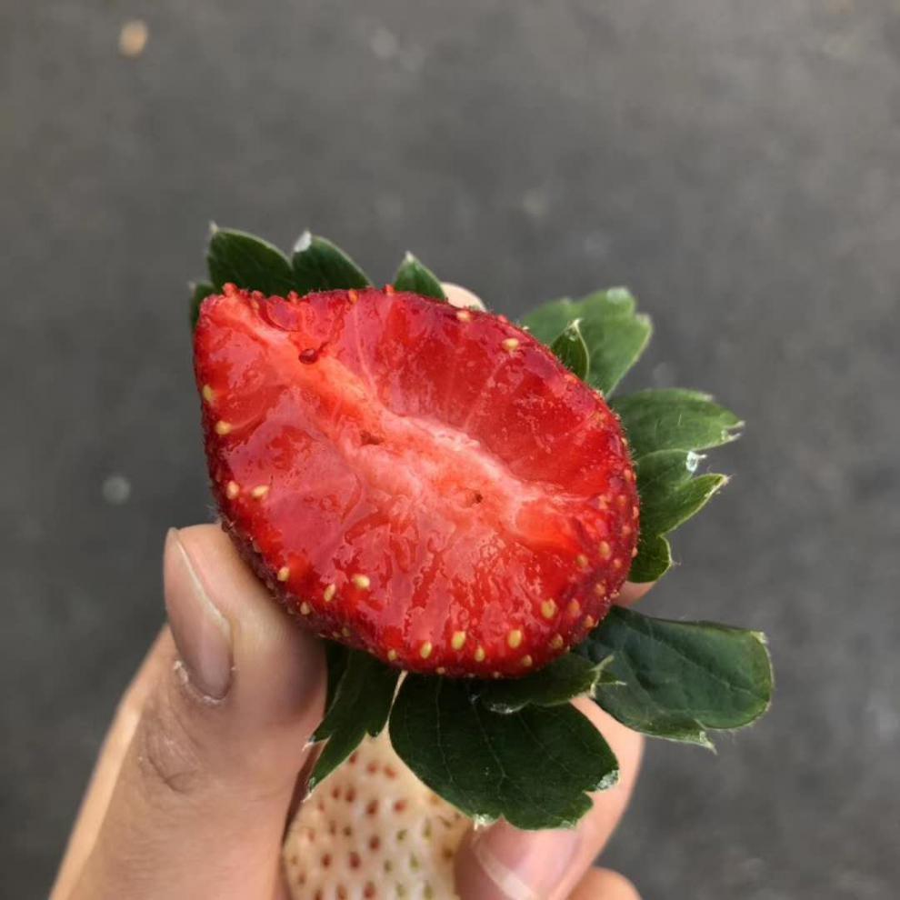 日本引种黑珍珠草莓优雅恋人味浓肉厚水分足甜度高(下市)【图片 价格