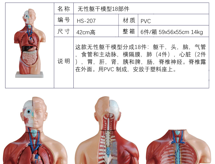 軀幹模型人體內臟胸腹部器官解剖心肝脾肺腎五臟六腑醫學教學拼裝201