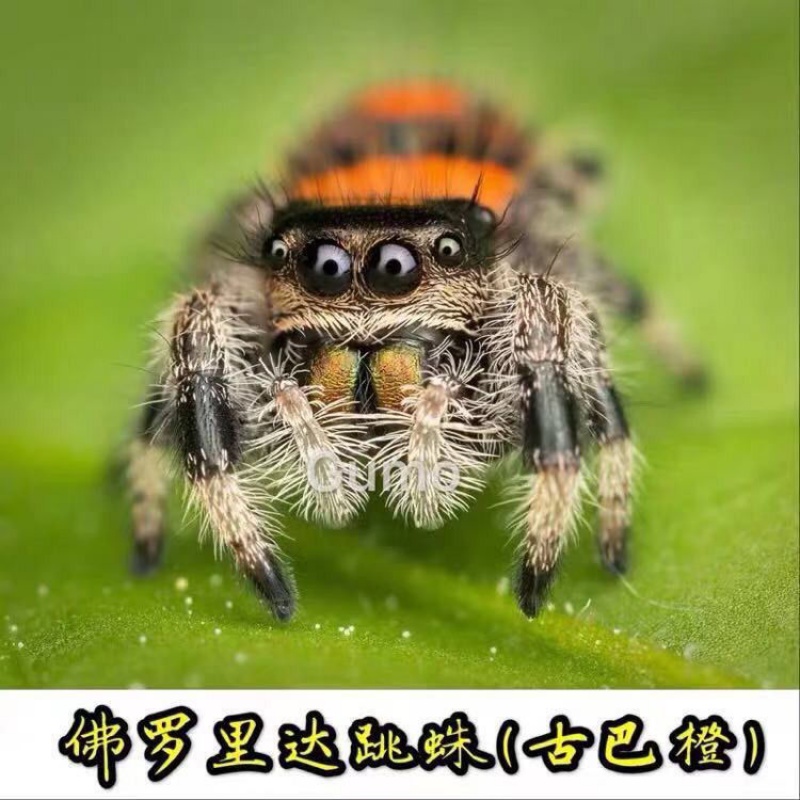 【京选推荐】爬虫宠物国产进口佛罗里达跳蛛灰佛橙佛黑佛红佛蝇象幼苗