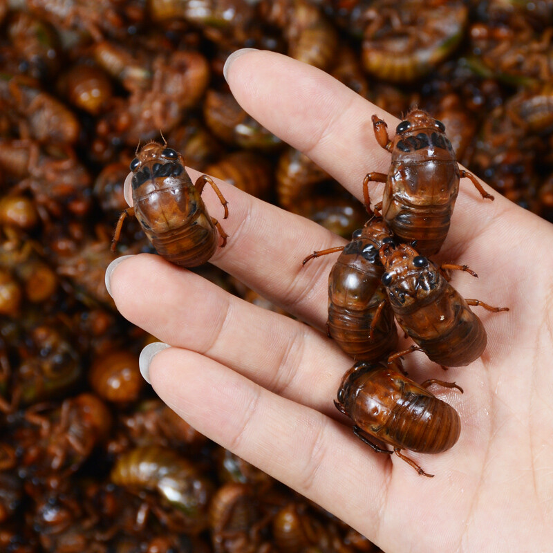 知了猴2020金蝉知了猴蝉蛹新鲜龟活体山东特产100只速冻爬叉猴鲜活2