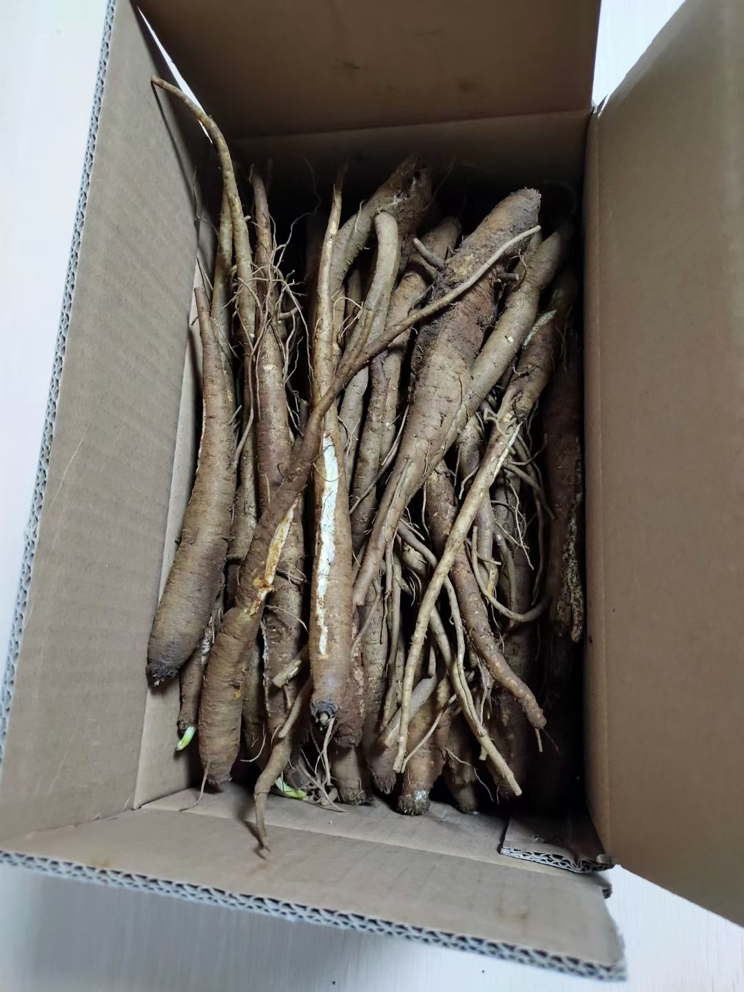 有仁堂大凉山甜当归整根农家现挖新鲜蔬菜粉糯土当归煲汤炖汤5斤新鲜