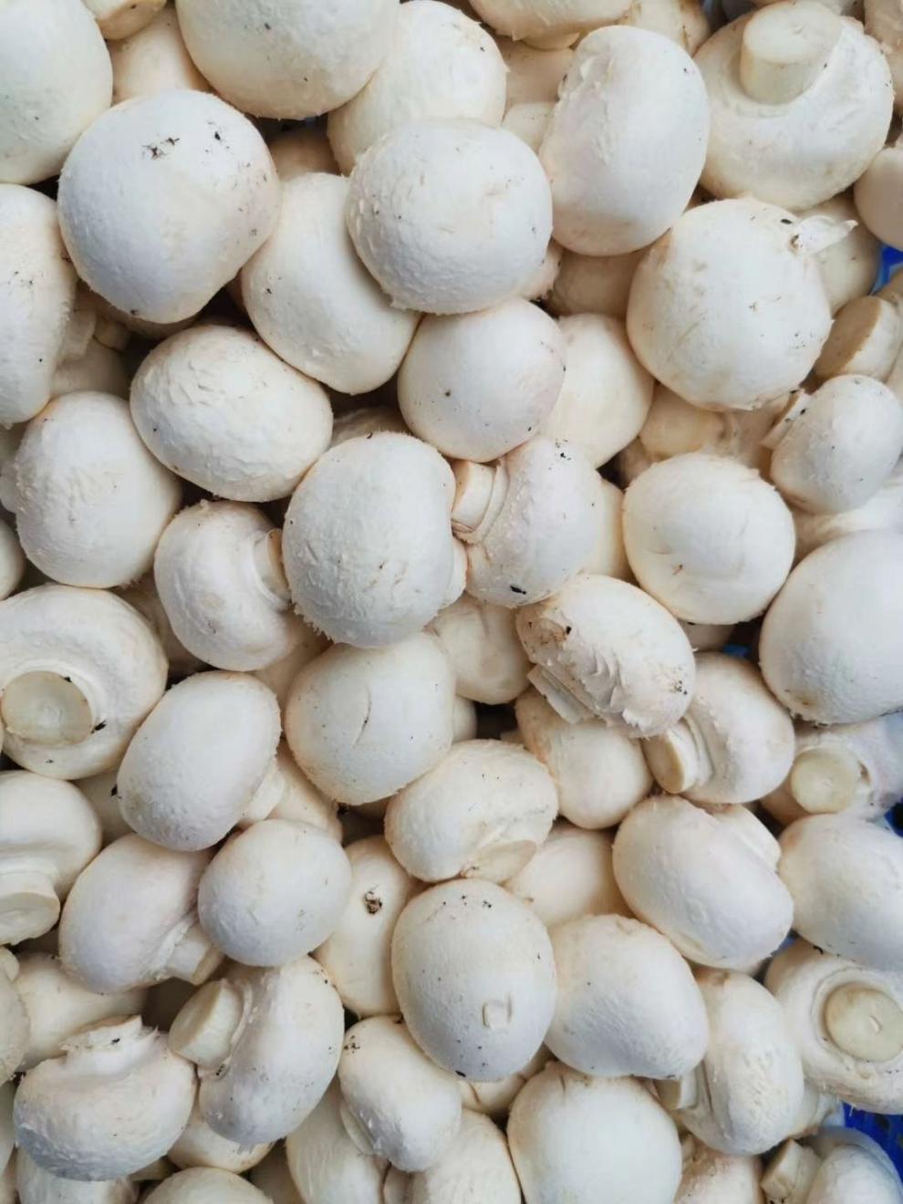 现摘新鲜蘑菇白蘑菇口蘑新鲜蔬菜3斤精品口蘑