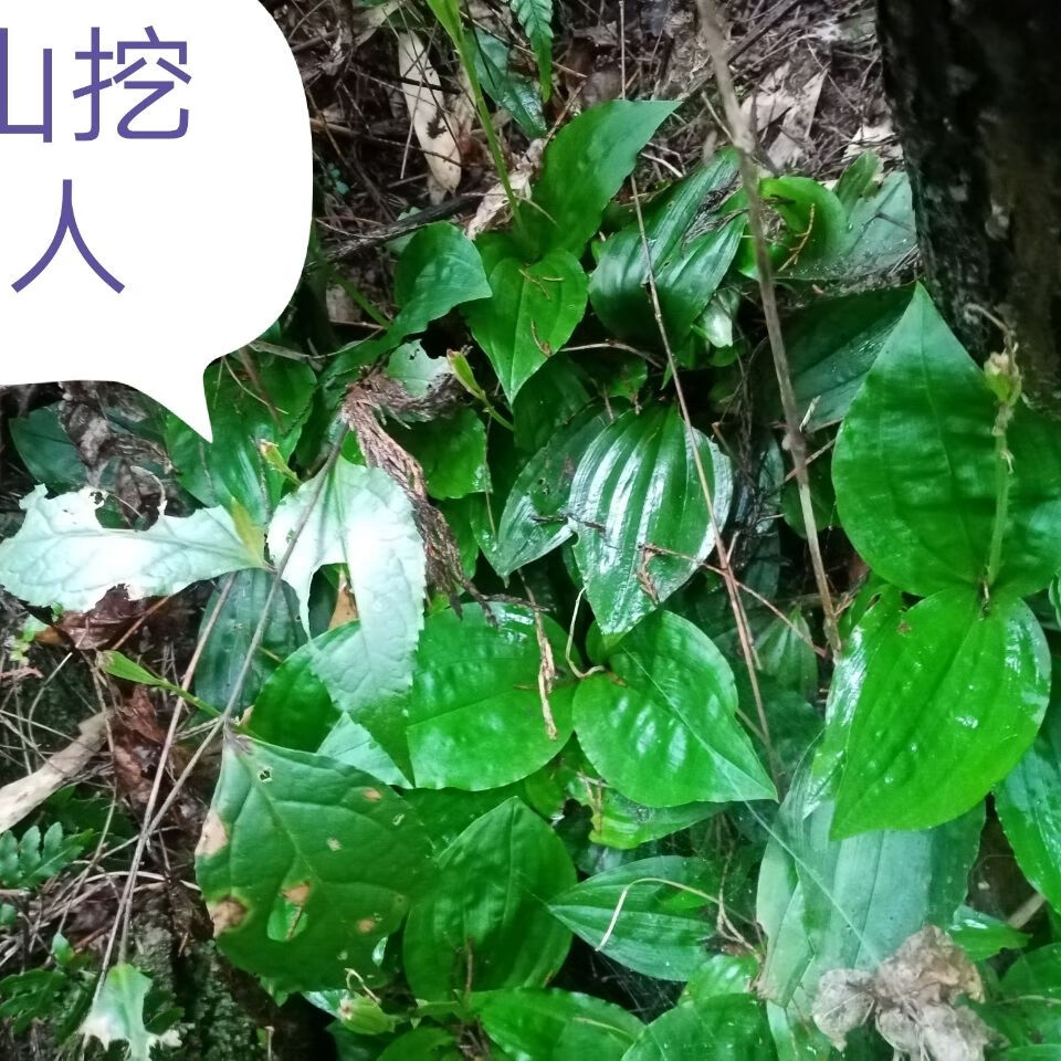 四川达州纯野生见血清苗小见血清野生超苦可盆栽一斤1000克