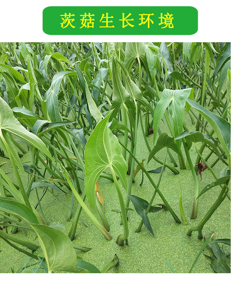 云南现挖白茨菇新鲜山慈姑苗茨菰种子马蹄荸荠特产蔬菜地栗芽新鲜白