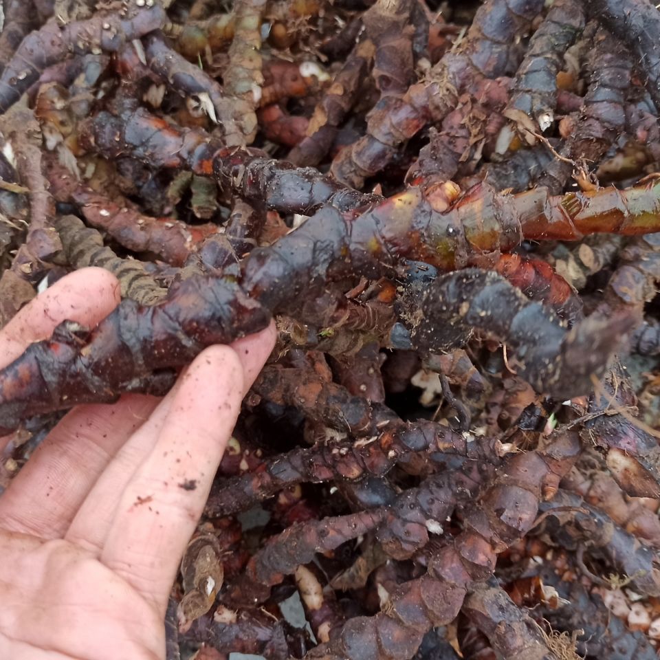 jd优选深山野生石菖蒲纯根老菖蒲根月子洗澡洗头正宗山菖蒲老根水剑草