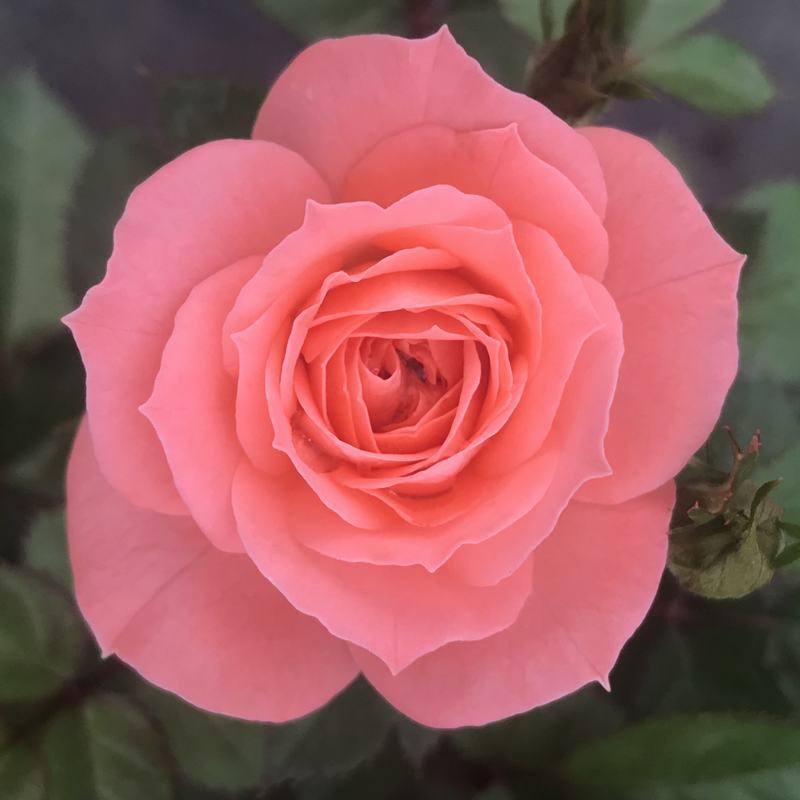 玫瑰花苗盆栽欧洲月季四季开花室内花卉鲜花植物带花 二乔