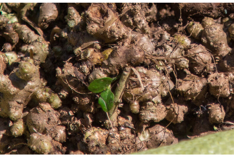 藤三七种植苗盆栽植物室内外爬藤爬墙垂吊花卉土田七 精选藤三七500克