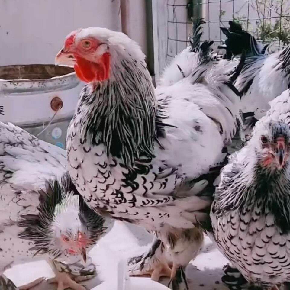 荣郁 纯种婆罗门鸡种蛋受精蛋孵小鸡苗巨型毛腿梵天鸡 纯种婆罗门种蛋