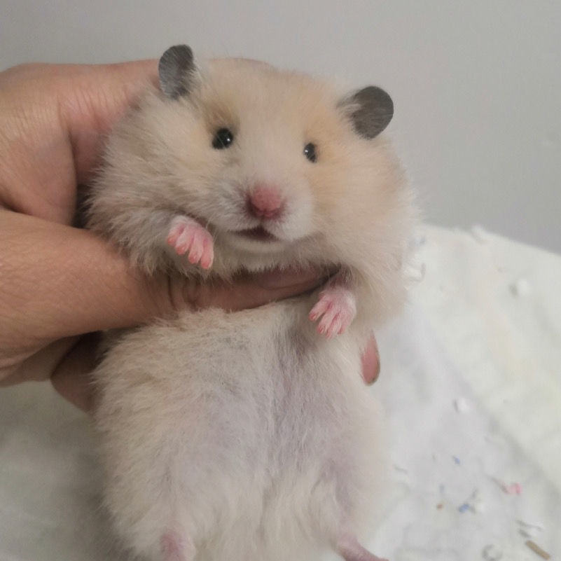 kjhgf长毛家养仓鼠金丝米熊黑熊虎纹眼圈纯银白熊活泼健康可上手 长毛