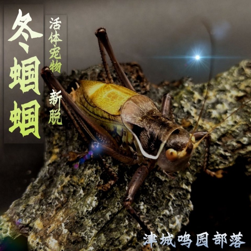京选推荐天津蚡房新脱铁蝈蝈绿蝈蝈活宠物野生绿蝈蝈大号铁皮蝈蝈买二