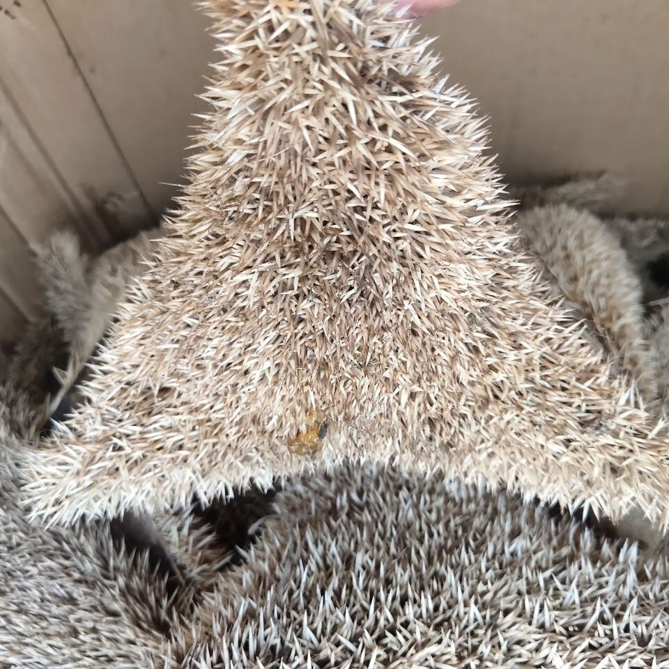 上用 官方旗舰250克 官方旗舰炒刺猬皮(沙烫)【图片 价格