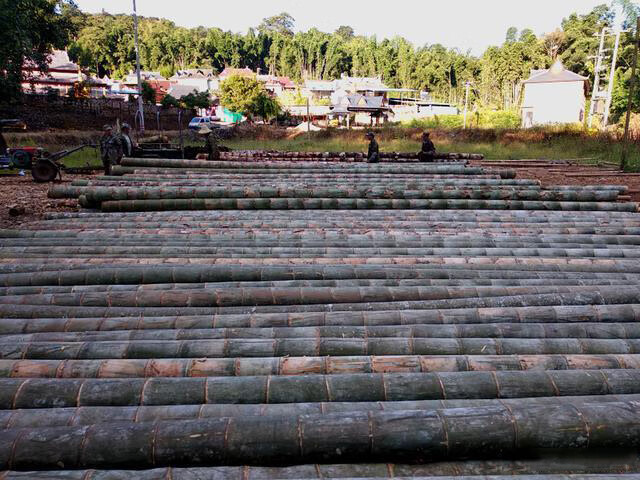 大型巨龙竹竹苗楠竹苗食用竹笋苗种植巨龙竹竹苗毛竹苗四季长青毛竹根