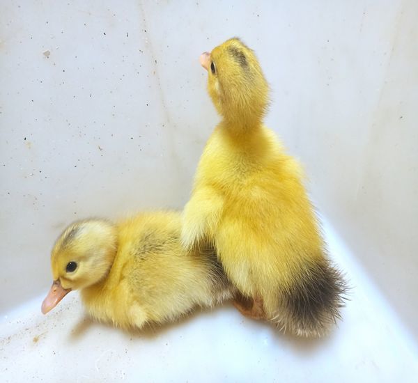 萌萌哒网红宠物小黄鸭子苗宠物鸭子纯活体活的活体小鸭子活物家养正黄