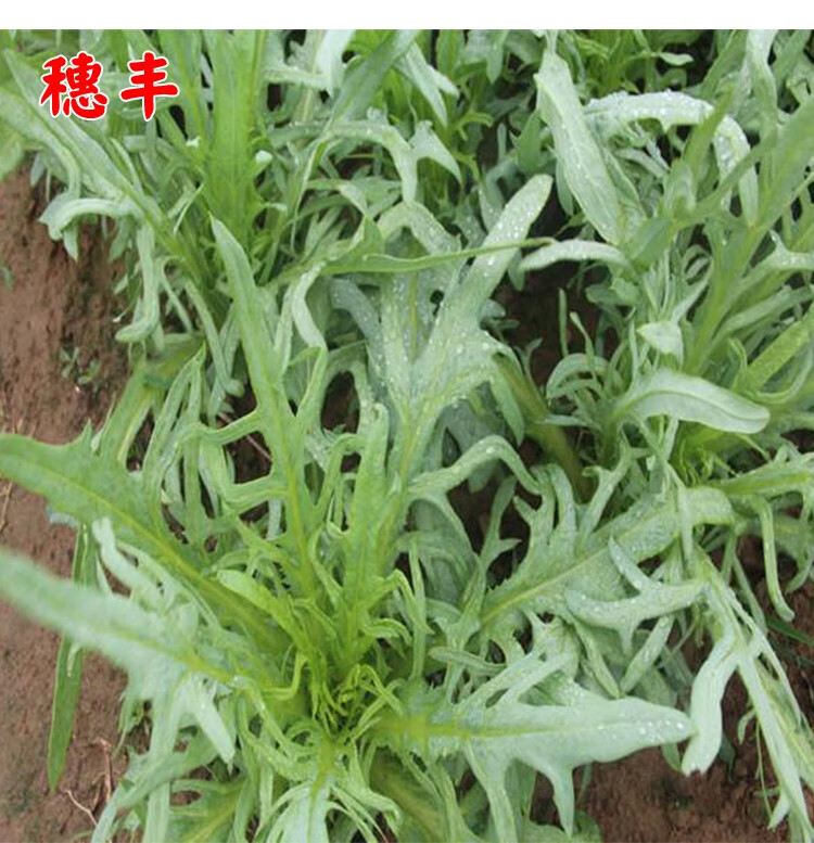 花芽甜麦菜苗四季播种籽苗香油麦苦荬菜四季播高产农家苦麻蔬菜苗