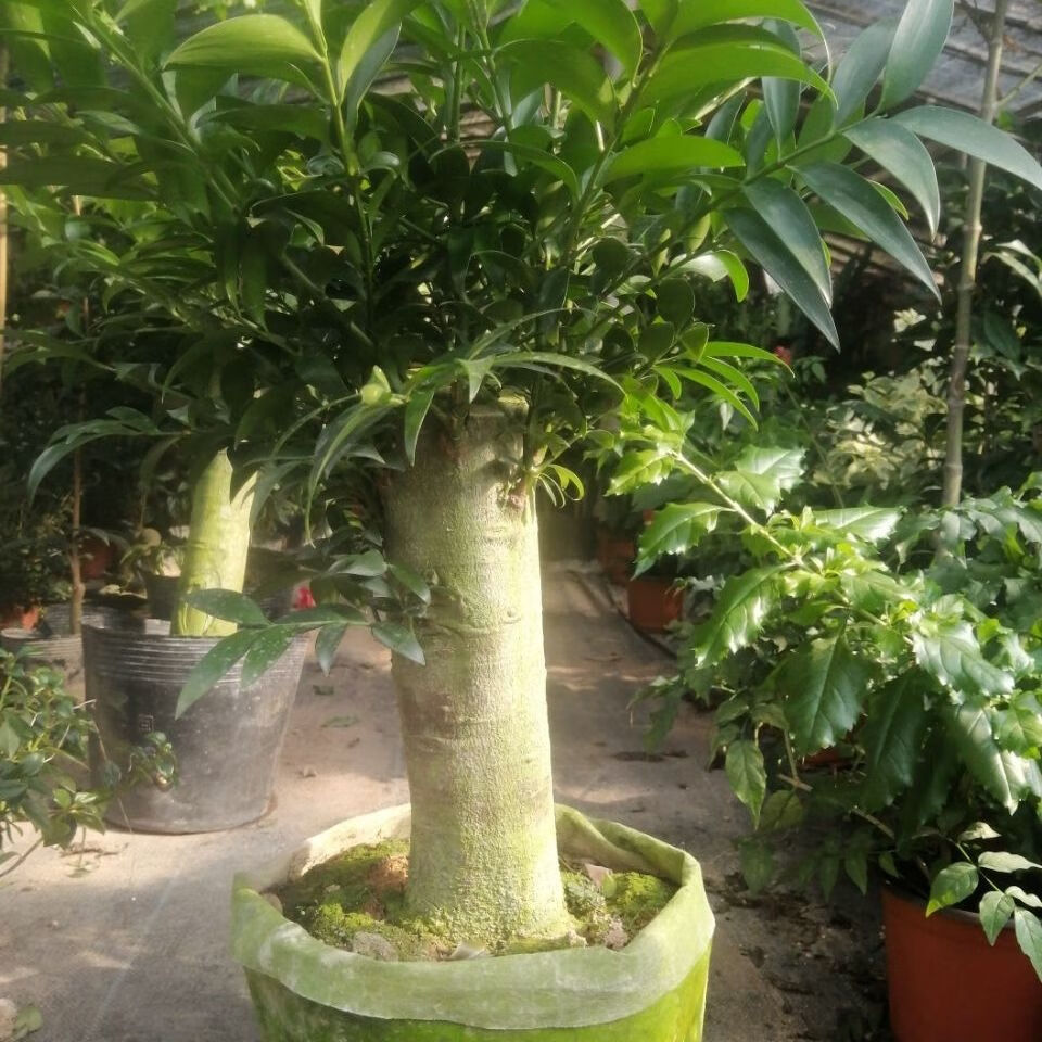 竹柏老桩精品盆栽四季常青耐热耐寒长寿竹平安竹净化空气观叶植物 八