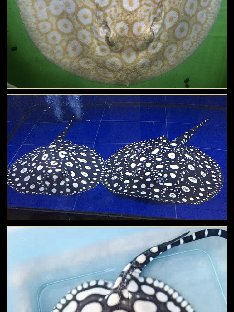 荣郁荣郁魟鱼皇冠黑白活体米克斯珍珠虹鱼皇冠黑金黑帝魟鱼活体观赏鱼